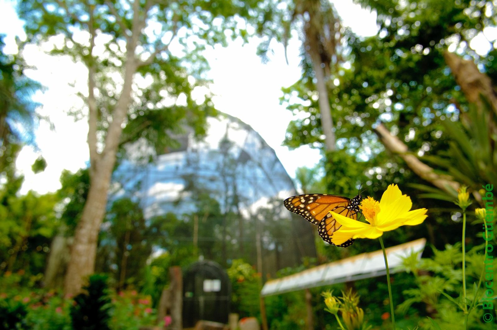 Mariposa sobre una flor dentro del mariposario de Güembé